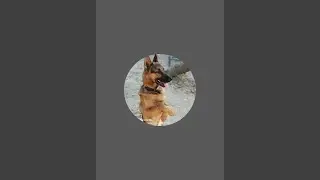 Dog trainer Ranjeet Sharma  is live