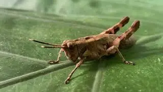 オキナワモリバッタ　どアップでどうぞ　Traulia ornata okinawaensis　沖縄の昆虫