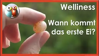 Will mein Wellensittich Eier legen?  Brutlust und Notfall Legenot  44/157