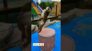 monkey best action on nagada 😂#monkey #monkeyking #monkeyfunny #monkeyaction #monkeylove #animals