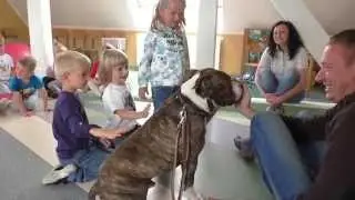 Amstaff w przedszkolu - zajęcia w Łaziskach
