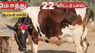 அதிக கறவைத்திரனில் மாடு விற்பனை @Lakshmi-dairy-Farms #cow #dairyfarm #dairy #hfcow #hf #good #farmer