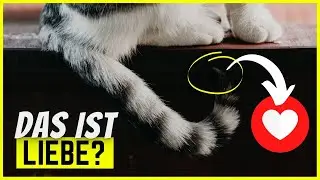 Die 10 schr&auml;gsten Arten, wie Katzen ihre Liebe zeigen