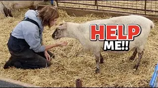 ЛЕТНИЕ ДНЕВНИКИ ЯГНЕНКА 8 ~ Веснушка и Тедди ЯГНЕНЫ!! ...и я думаю, им ОБОИМ нужна ПОМОЩЬ!!