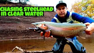 Lake Ontario tributary steelhead
