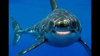 Shark Simulator (Indie Game) Gameplay | SHARKNADO 5000!!