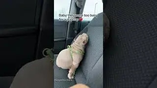 Sassy dog-#dog#doglover#dogvideos #funnydog#fyp