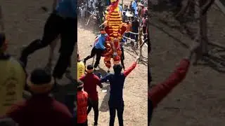 KDM Kanta Bull Catching 💥