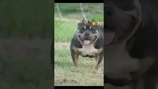 #abkcamericanbully #abkcworldwide #bluetri #bullylife #champions #stayblessed