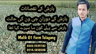 Narc Garlic G1 In Rain, The Most popular Crop in Pakistan Garlic G1, Narc g1,