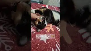 #sweetcatmoments #fluffykitties #miacat #calicocat #catlover #cats2025
