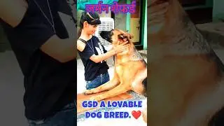 Honey the जर्मन शेफर्ड 😻||#shorts #shortsvideo #germanshepherd