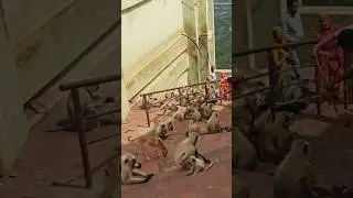 #viralvideo #hanumanbhajans #pushkar #ajmer #monkey #monkeys