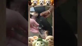 Mangoworm Removal Compilation, Rescue Dog Mangoworms, Vet Mangoworm Treatment ❤️