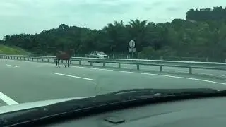 Cows walking on fast lane at WCE highway 😂 | Full HD 60FPS