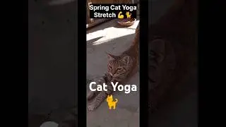 Spring Cat Yoga Stretch 💪🐈#shorts  #cat