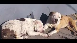13 Investigates: The Animal Foundation part 1