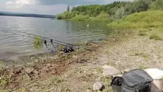 Z&aacute;běr kapra nechranice