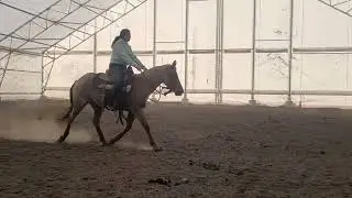 Cain 20223 year old Macho sugar cross.  Walk trot lope. 