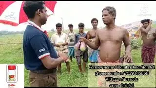 SAI POWER PLUS BRINJAL