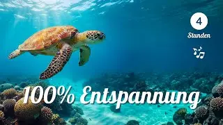 4 Std. Entspannungsmusik Schildkr&ouml;ten im Wasser - Meditationsmusik zum relaxen und genie&szlig;en - 2025