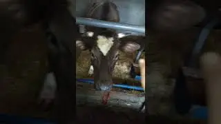 Сарай чик КРС часть 2