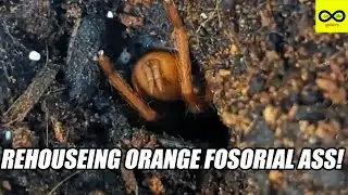 REHOUSEING SOME FOSORIAL TARANTULA A$$e$😯 Collection tour part 2