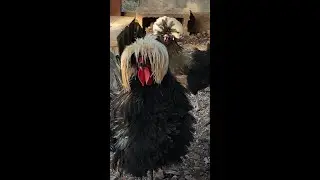 A Quiet Life- Good Morning from Beethoven and the Girls!  Our new rooster and hen from Lily!