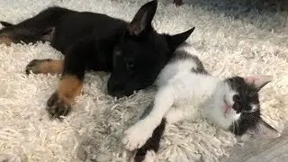 Meet Luna our German Shepherd Puppy!