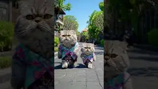 Cat sightseeing in Bali #ai #cute #cat #persiancat #bali #sightseeing #family #walking #shorts