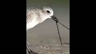 Beak and Earth Connection: Tules and the Worm (25-Second Delight)