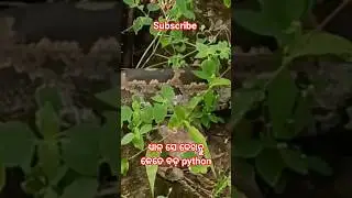 python snake 🐍 shorts #viral shorts #trending shorts #youtube shorts #yt shorts #odia Life vlogger