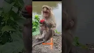 lovely mum and baby monkey. real wildlife. monkey. macaca. macaque. city. kurangan. korangan. koti