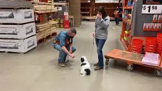 Sandie- 5 month old Micro Mini Bernedoodle- Canine College Training Program- 3 months of training