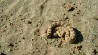 Hornviper (cerastes cerastes)