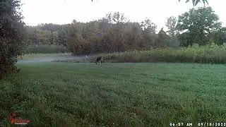 2 nice Bucks