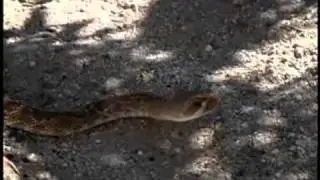 RED DIAMOND RATTLESNAKE