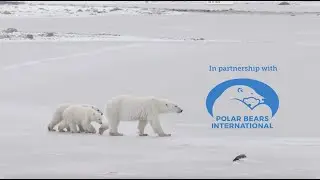 Keeping Wild Places Wild with Polar Bears International