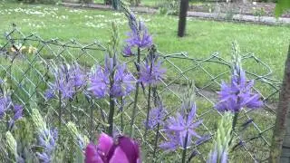 Camassia leichtlinii - Pr&auml;rielilie, Indian Hyacinth