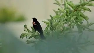 Red-winged Blackbird Call & Song | Authentic Backyard Bird Sounds