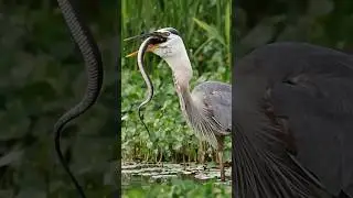 The Bird That Eats Snakes Like Spaghetti: Great Blue Heron #animals #birds #shorts