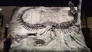 I visited the world's best dinosaur museum #royaltyrrellmuseum #dinosaur #fossils #museum