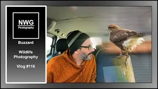 Buzzard - Wildlife Photography - Vlog #116