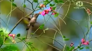 ,,Куба дивље острво Кариба !