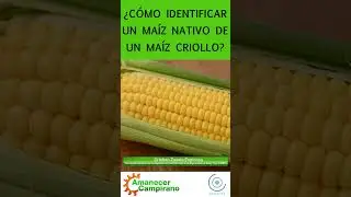 &iquest;C&oacute;mo identificar un ma&iacute;z nativo de un ma&iacute;z criollo?