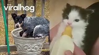 Cute Animals That Will Make Your Heart Melt || ViralHog