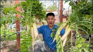 Grow BIG Radish And Make Delicious Khmer Food | 🇰🇭