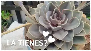 C&Oacute;MO CUIDAR LA CHEVERIA PERLE VON 