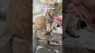 Tabby Cats, but they're the Apex Predator