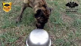 ANAKIN Cerberus Illusion - Cimarron Uruguayo - Dog Training touch object by nose